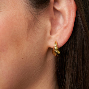 Small Shell Earrings